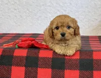 Callie, a female Cavapoo for sale in Dalton, OH – Photo 6 of 10
