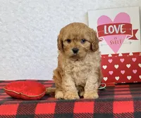 Callie, a female Cavapoo for sale in Dalton, OH – Photo 8 of 10