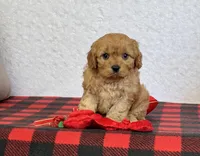 Callie, a female Cavapoo for sale in Dalton, OH – Photo 5 of 10