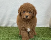 Leo, a male Bichpoo for sale in Dalton, OH – 4 of 10