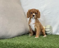 Juliet , a female Cavalier King Charles Spaniel for sale in Dalton, OH – 9 of 10