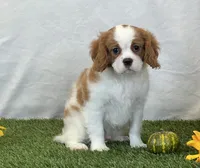 Jagger, a male Cavalier King Charles Spaniel for sale in Dalton, OH – 10 of 10