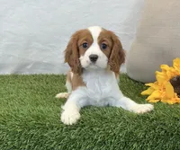Janna , a female Cavalier King Charles Spaniel for sale in Dalton, OH – 4 of 10