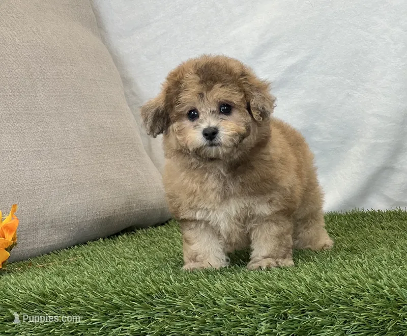 Kona – Bichpoo puppy for sale in Dalton, OH