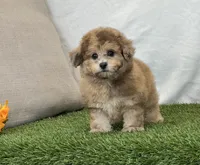 Kona, a female Bichpoo for sale in Dalton, OH – 1 of 10