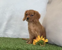 Josie , a female Cavalier King Charles Spaniel for sale in Dalton, OH – 4 of 10
