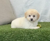 Kira , a female Bichpoo for sale in Dalton, OH – 2 of 10