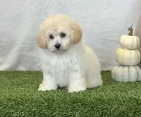Kylie, a female Bichpoo for sale in Dalton, OH – 5 of 10