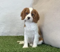 Janna , a female Cavalier King Charles Spaniel for sale in Dalton, OH – 5 of 10