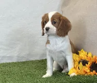 Janna , a female Cavalier King Charles Spaniel for sale in Dalton, OH – 3 of 10