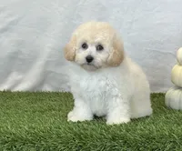 Kylie, a female Bichpoo for sale in Dalton, OH – 9 of 10