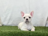 Dozer, a male French Bulldog for sale in Dalton, OH – 4 of 10