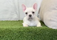 Dozer, a male French Bulldog for sale in Dalton, OH – 7 of 10