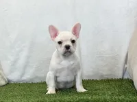 Dozer, a male French Bulldog for sale in Dalton, OH – 3 of 10