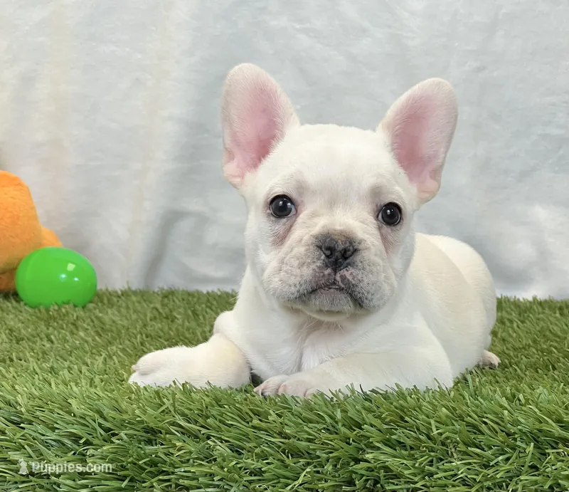 Dozer – French Bulldog puppy for sale in Dalton, OH