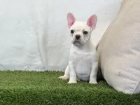 Dozer, a male French Bulldog for sale in Dalton, OH – 8 of 10