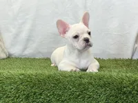 Dozer, a male French Bulldog for sale in Dalton, OH – 5 of 10