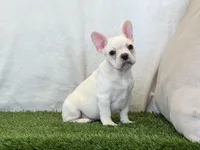 Dozer, a male French Bulldog for sale in Dalton, OH – 9 of 10