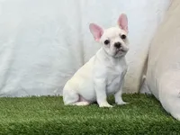 Dozer, a male French Bulldog for sale in Dalton, OH – 10 of 10