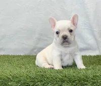 Dozer, a male French Bulldog for sale in Dalton, OH – Photo 4 of 8