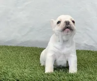 Dozer, a male French Bulldog for sale in Dalton, OH – Photo 3 of 8