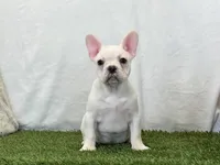 Dozer, a male French Bulldog for sale in Dalton, OH – 6 of 10