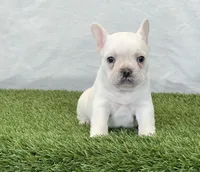 Dozer, a male French Bulldog for sale in Dalton, OH – Photo 8 of 8