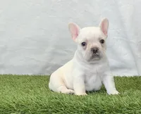 Dozer, a male French Bulldog for sale in Dalton, OH – Photo 1 of 8