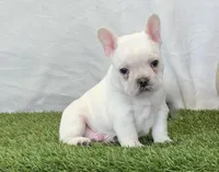 Dozer, a male French Bulldog for sale in Dalton, OH – Photo 6 of 8