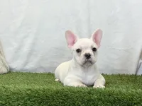 Dozer, a male French Bulldog for sale in Dalton, OH – 2 of 10