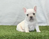 Dozer, a male French Bulldog for sale in Dalton, OH – Photo 2 of 8