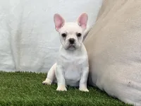 Dozer, a male French Bulldog for sale in Dalton, OH – 1 of 10
