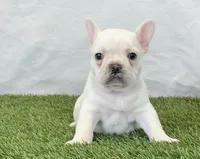 Dozer, a male French Bulldog for sale in Dalton, OH – Photo 5 of 8