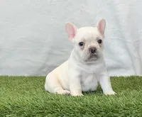 Dozer, a male French Bulldog for sale in Dalton, OH – Photo 7 of 8