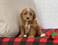 Clover, a female Cavapoo for sale in Dalton, OH – Photo 10 of 10