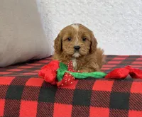 Clover, a female Cavapoo for sale in Dalton, OH – Photo 5 of 10