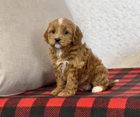 Clover, a female Cavapoo for sale in Dalton, OH – Photo 1 of 10