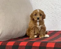 Clover, a female Cavapoo for sale in Dalton, OH – Photo 9 of 10
