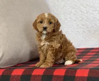Clover, a female Cavapoo for sale in Dalton, OH – Photo 6 of 10