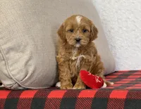Clover, a female Cavapoo for sale in Dalton, OH – Photo 7 of 10