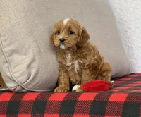 Clover, a female Cavapoo for sale in Dalton, OH – Photo 8 of 10