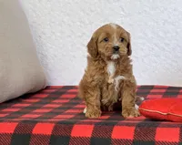 Clover, a female Cavapoo for sale in Dalton, OH – Photo 2 of 10