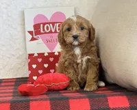 Clover, a female Cavapoo for sale in Dalton, OH – Photo 4 of 10