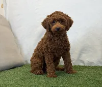 Hattie, a female Poodle - Miniature  for sale in Dalton, OH – 6 of 10