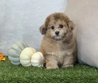 Kona, a female Bichpoo for sale in Dalton, OH – 9 of 10