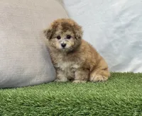 Kona, a female Bichpoo for sale in Dalton, OH – 4 of 10