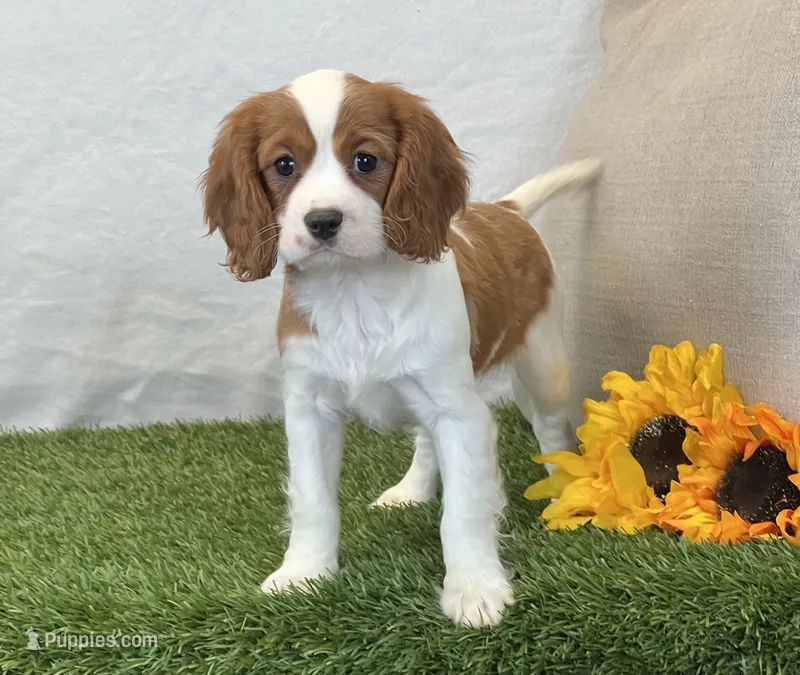 Janna  – Cavalier King Charles Spaniel puppy for sale in Dalton, OH