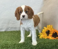 Janna , a female Cavalier King Charles Spaniel for sale in Dalton, OH – 1 of 10