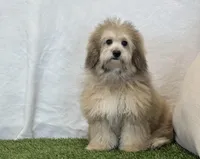 Sadie, a female Bichon Frise and Poodle - Toy  for sale in Dalton, OH – Photo 3 of 10