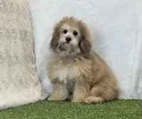Sadie, a female Bichon Frise and Poodle - Toy  for sale in Dalton, OH – Photo 9 of 10